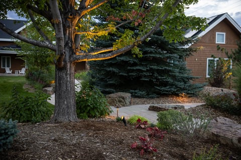 Residential landscape design outdoor lighting tree uplighting